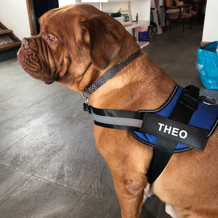 EasyHarness®