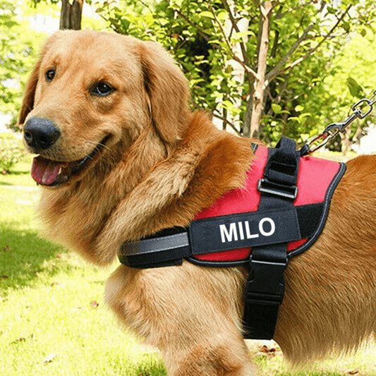 EasyHarness®